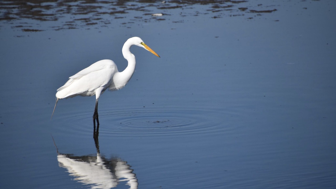 Photo of Outdoor in Chincoteague