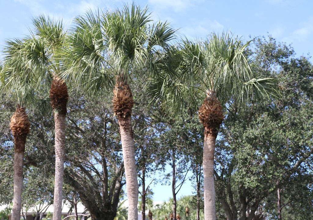 Photo of Others in Plantation