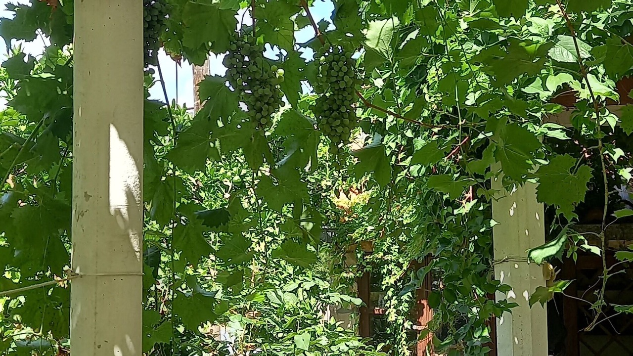 Photo of Others in Cavtat