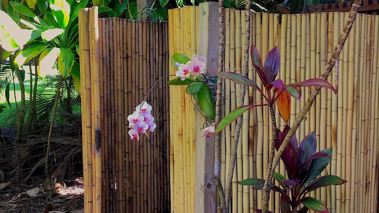 Photo of Outdoor in Puuiki