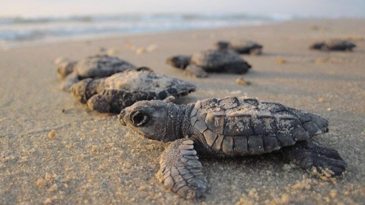 Photo of Others in Corpus Christi