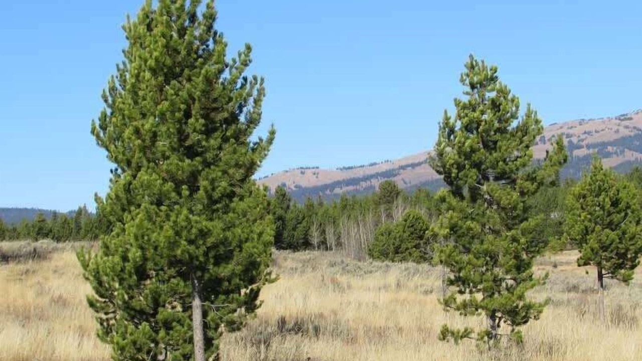 Photo of Others in Island Park