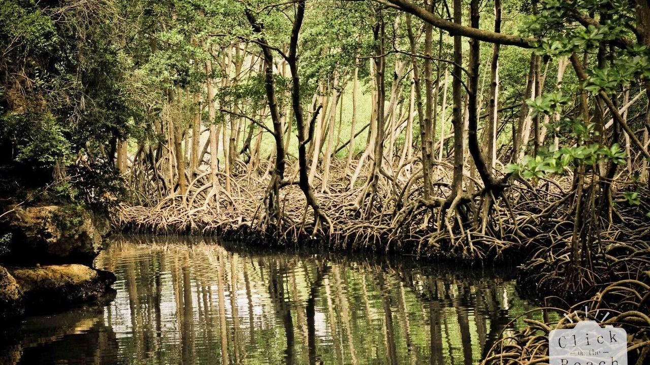 Photo of Others in Las Galeras