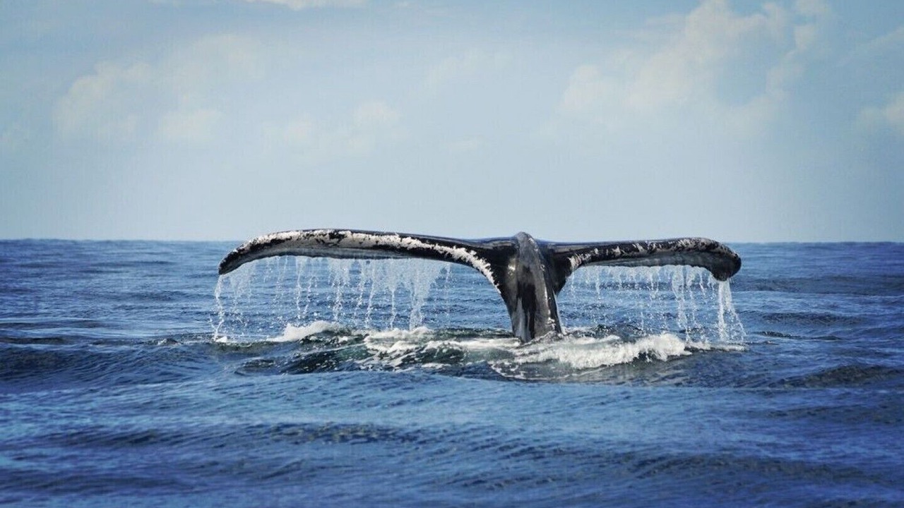 Photo of Others in Las Galeras