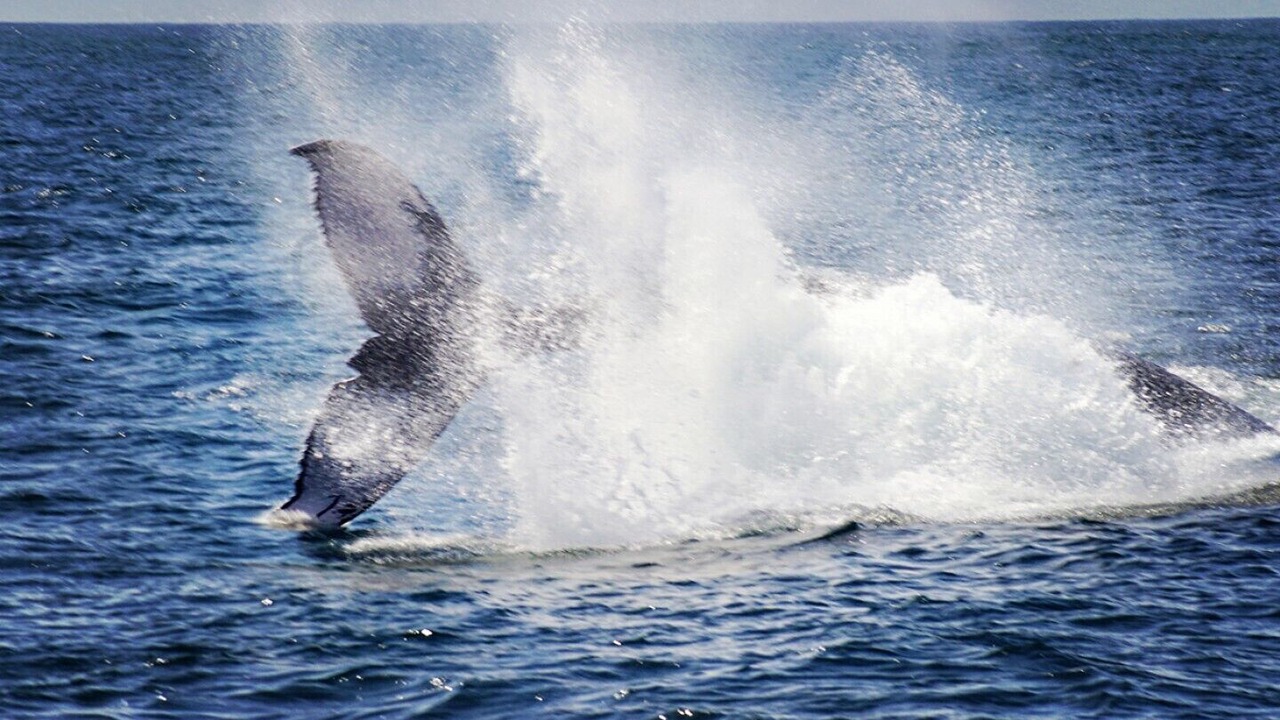 Photo of Others in Las Galeras