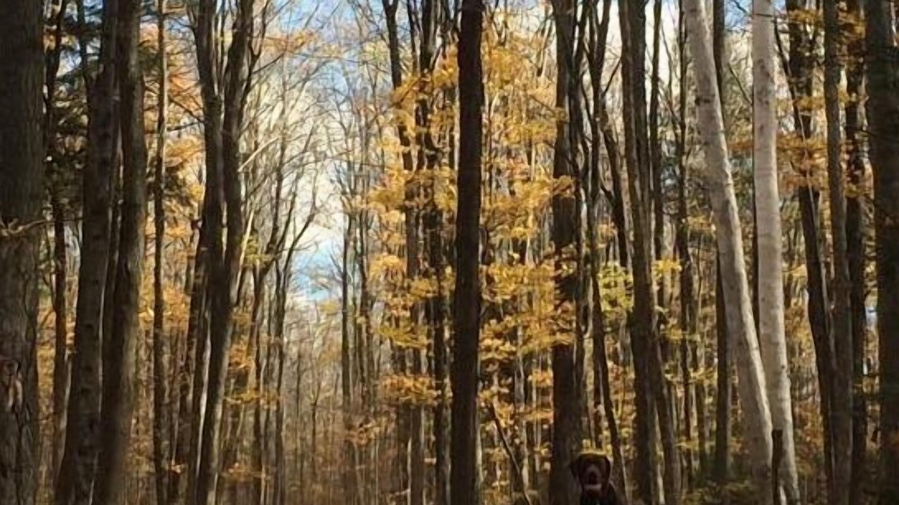 Photo of Others in Bonnechere Valley