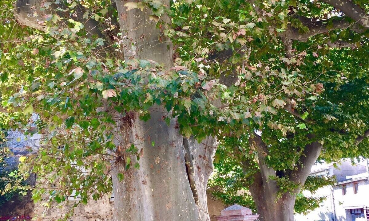 Photo of Outdoor in Caunes-Minervois