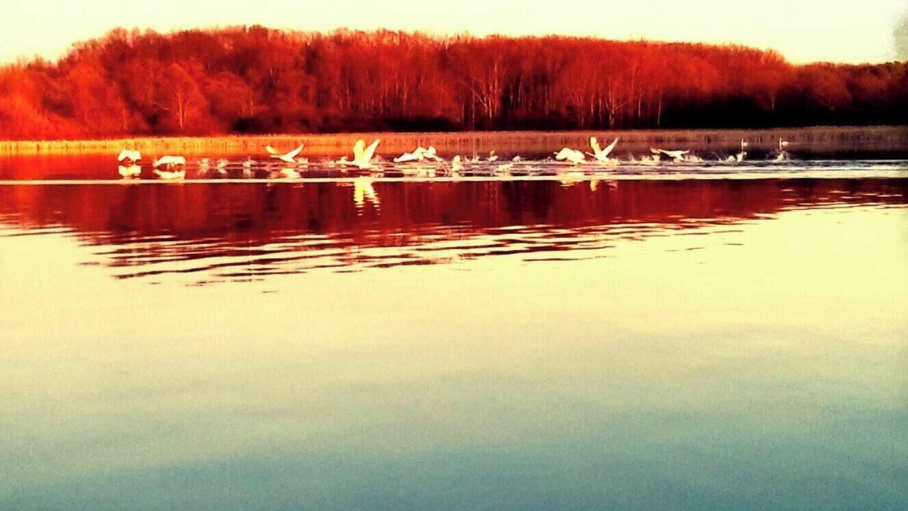 Photo of Others in Howe Island