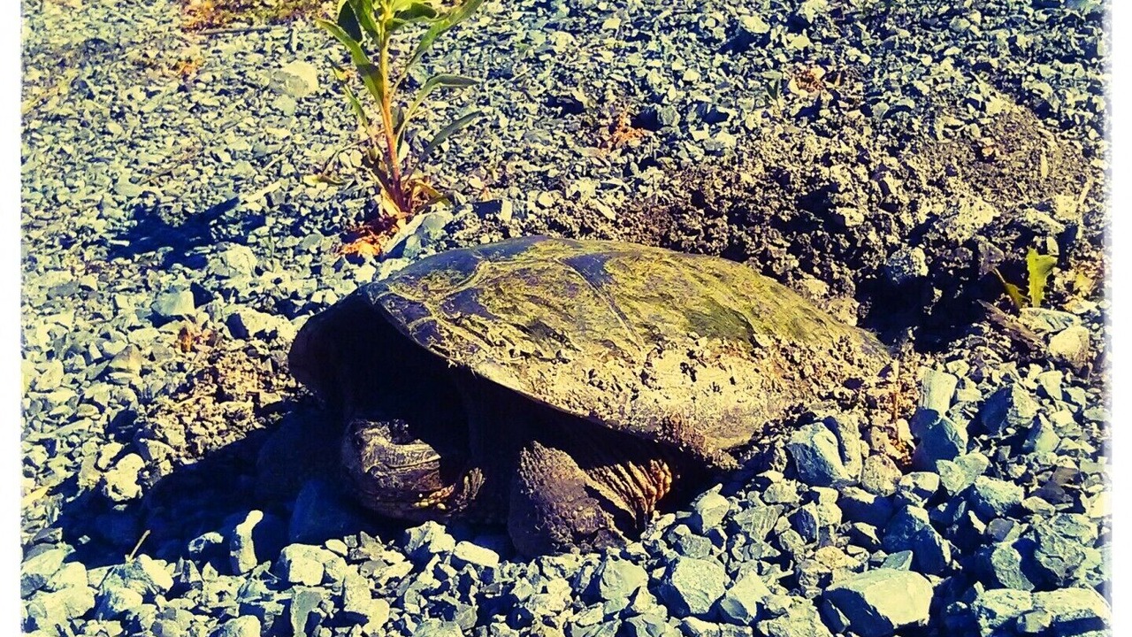 Photo of Others in Howe Island