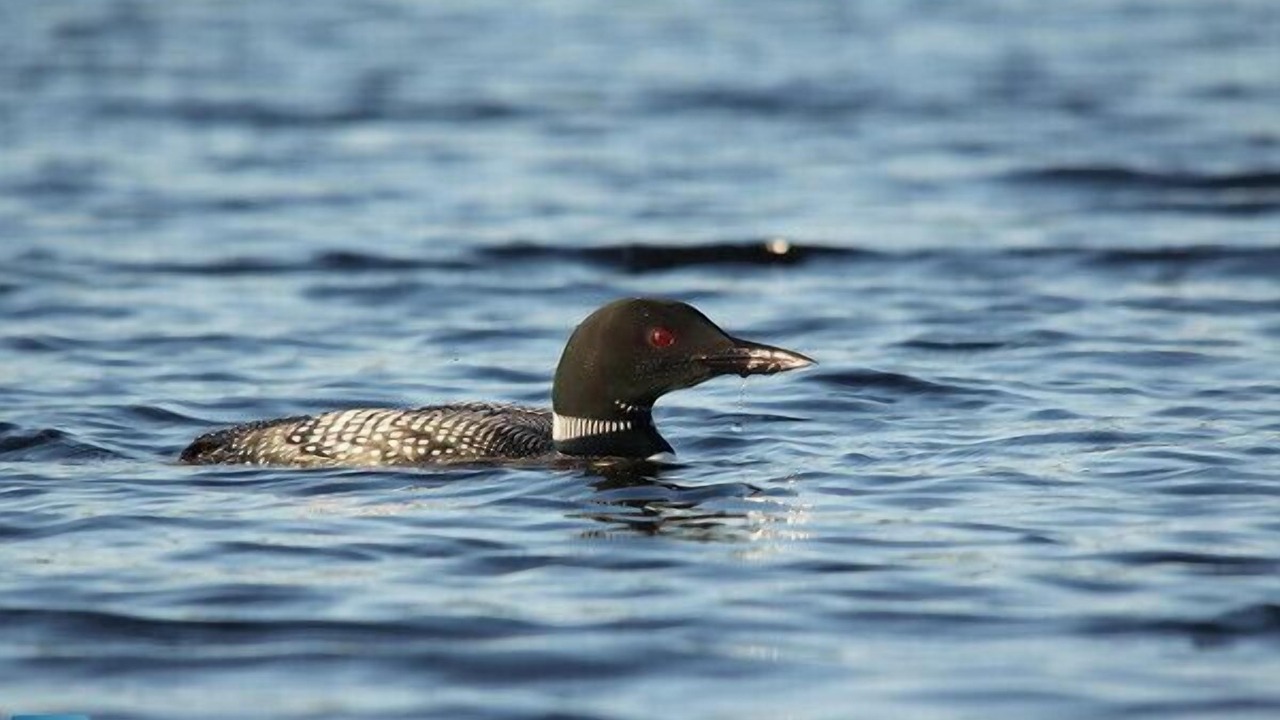 Photo of Others in Marten River