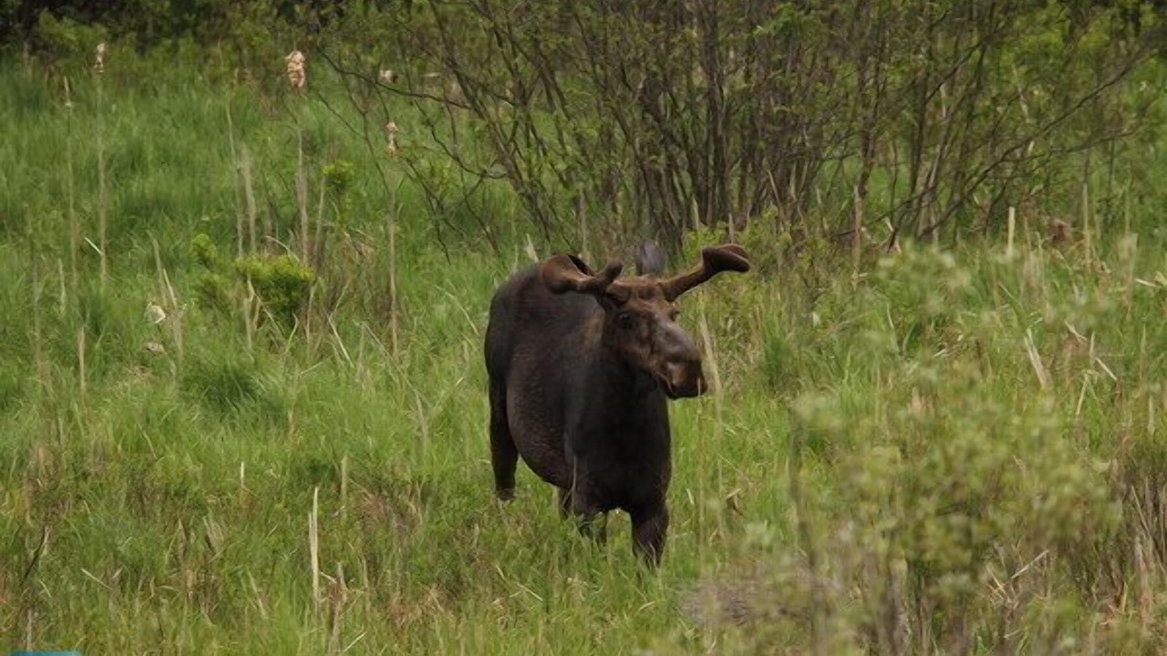 Photo of Outdoor in Marten River