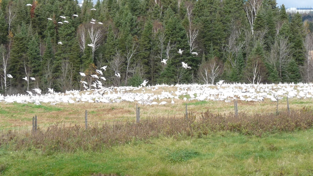 Photo of Others in Alma