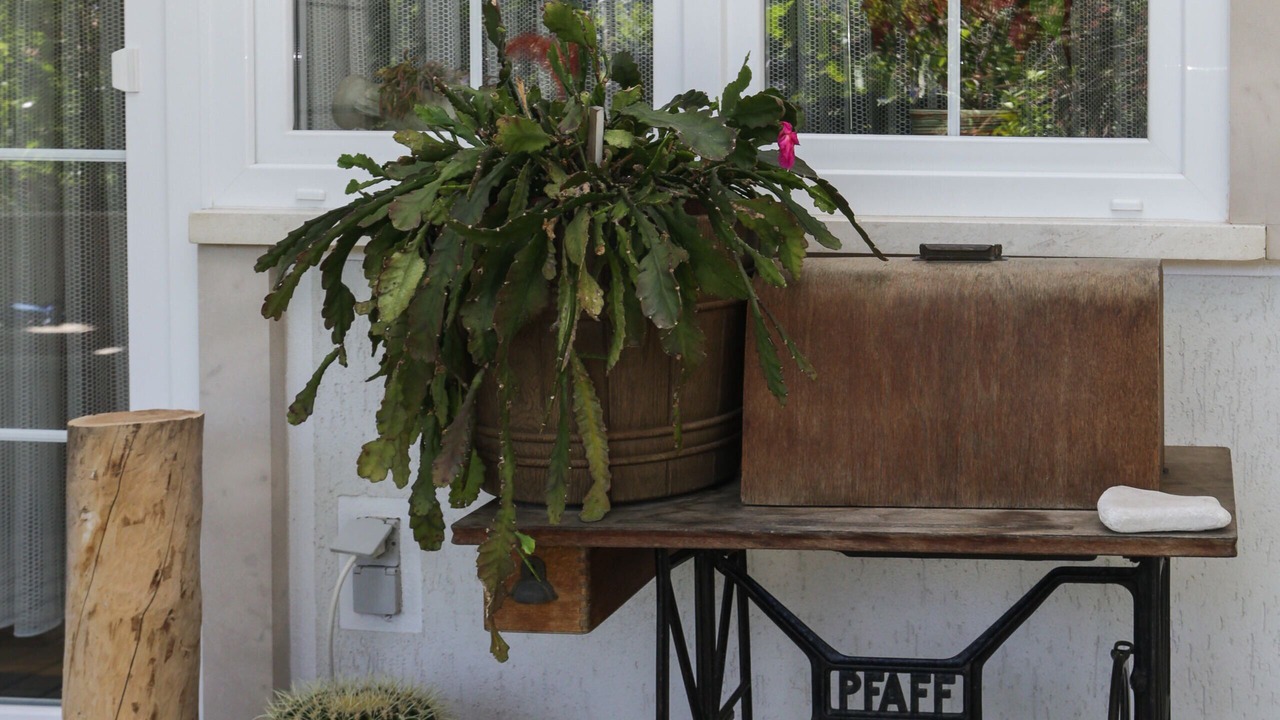 Photo of Outdoor in Mokosica