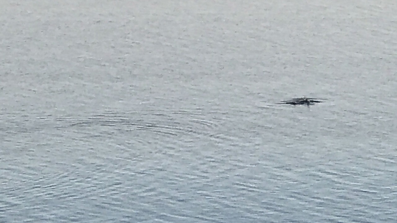 Photo of Others in Ono Island