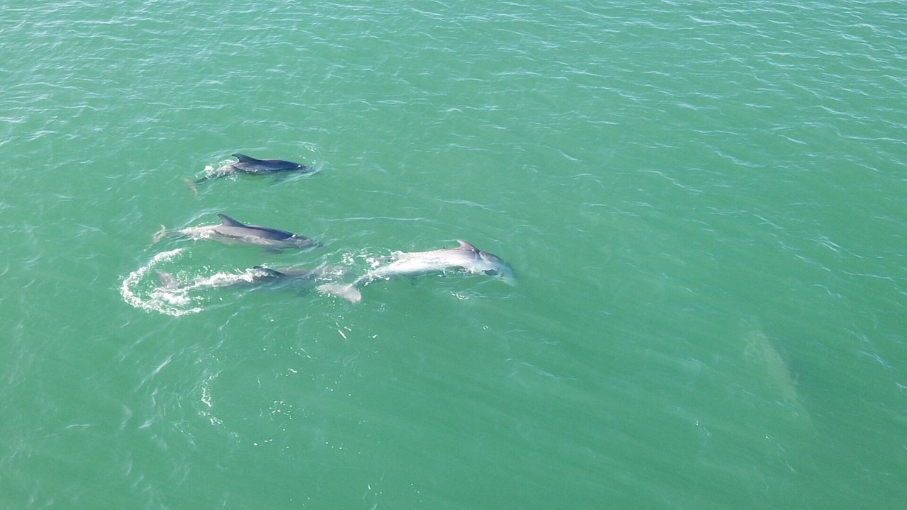 Photo of Others in Port St. Joe