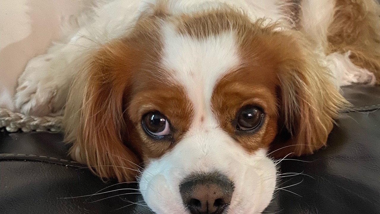 Photo of Others in Jan Juc