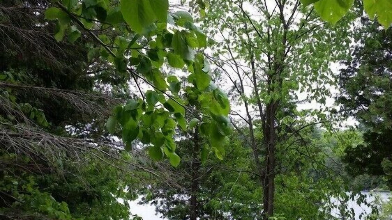Photo of Outdoor in Minden Hills