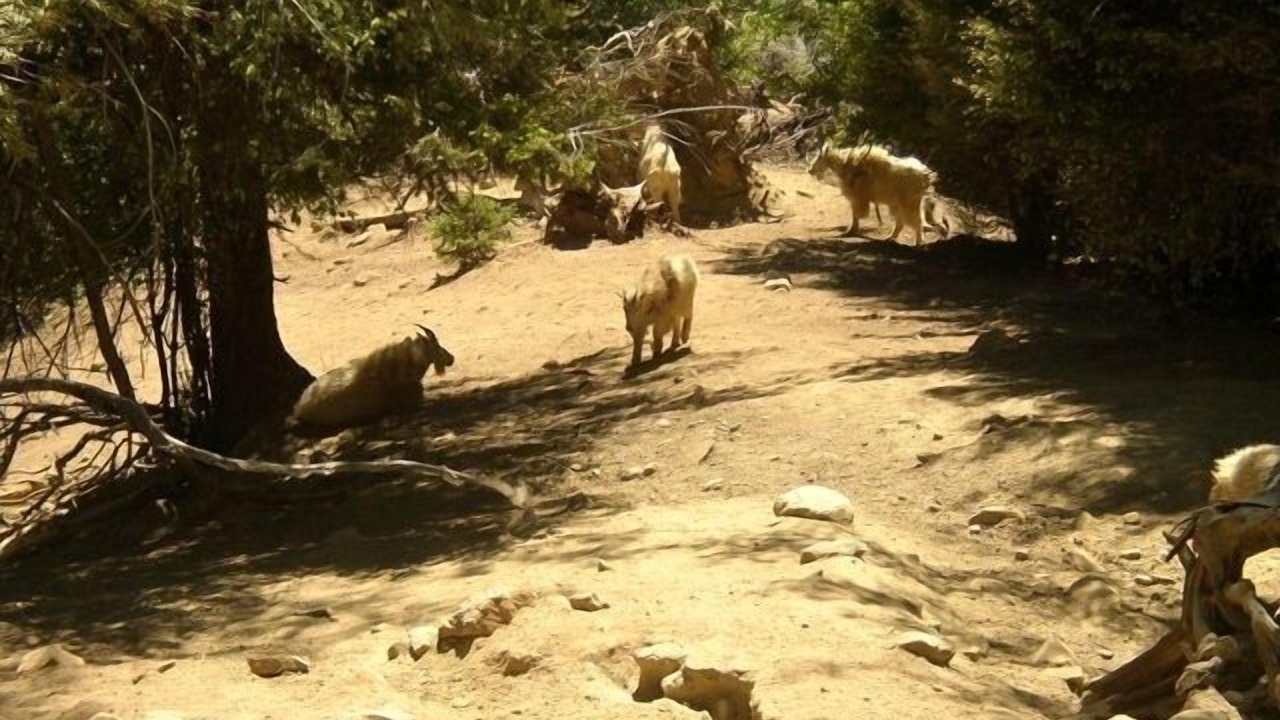 Photo of Others in Mazama