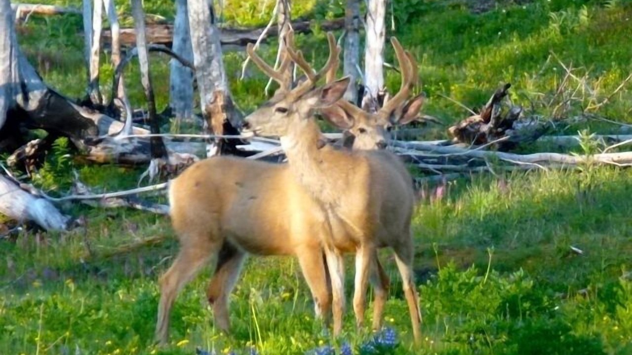 Photo of Others in Mazama
