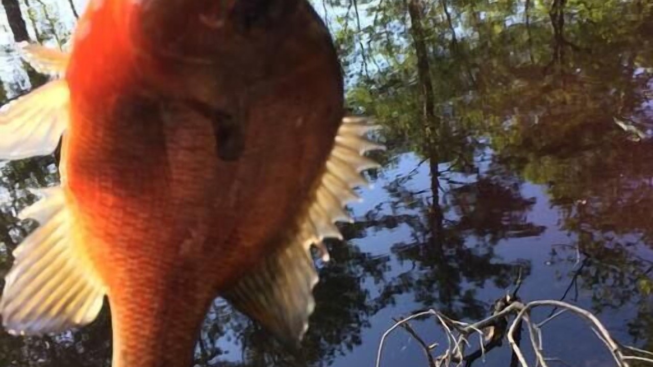 Photo of Others in Claxton