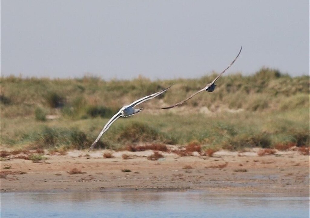 Photo of Others in Oye-Plage