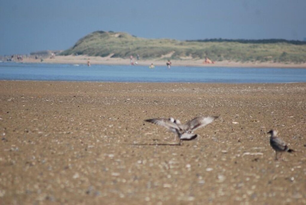 Photo of Others in Oye-Plage