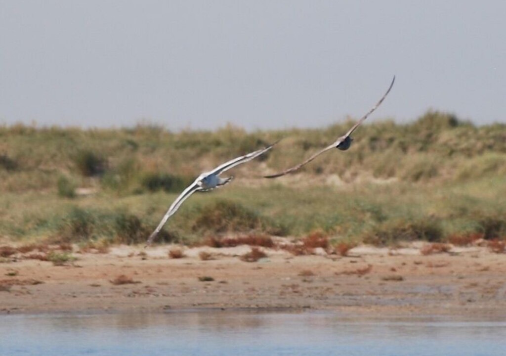 Photo of Others in Oye-Plage