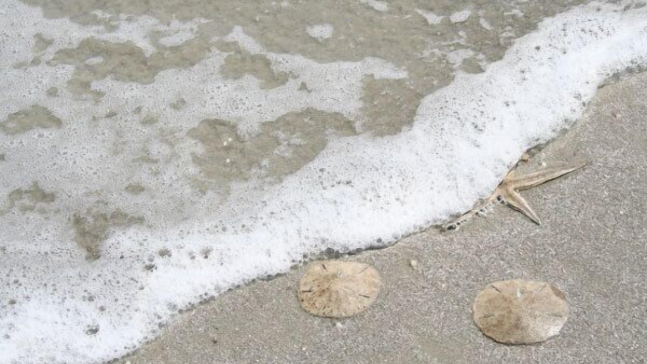 Photo of Others in Sea Pines