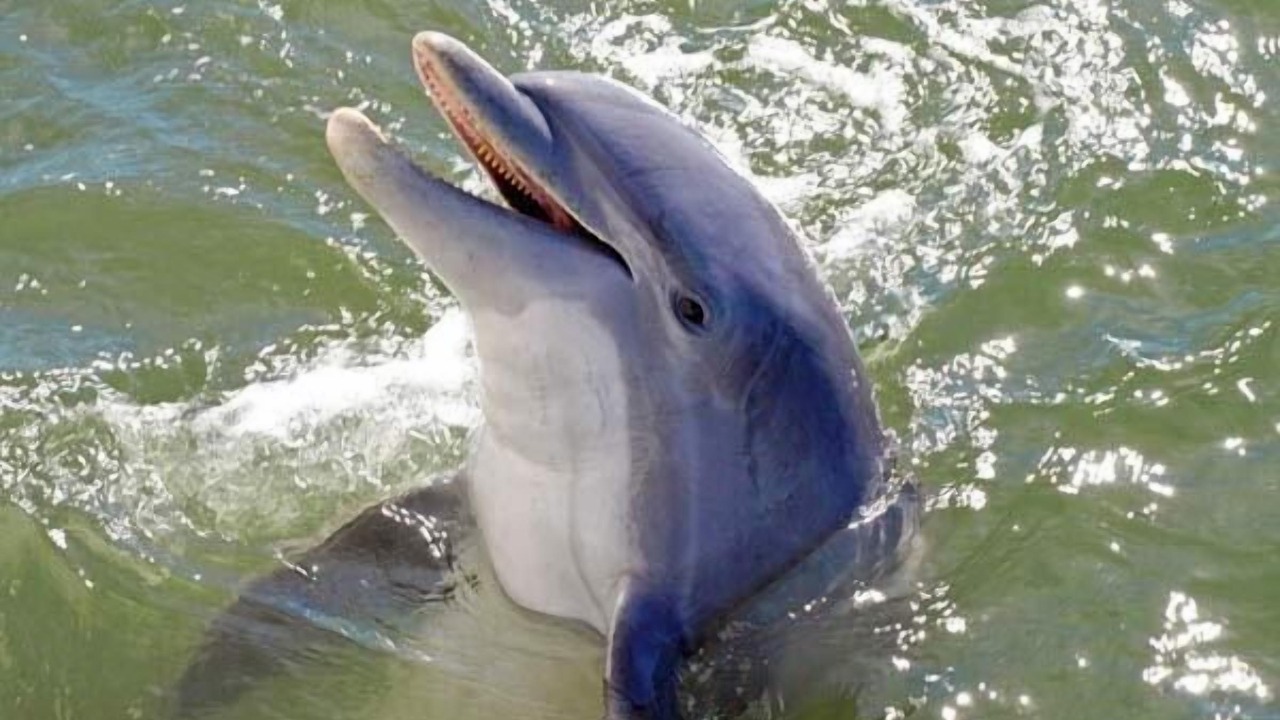 Photo of Others in Sea Pines
