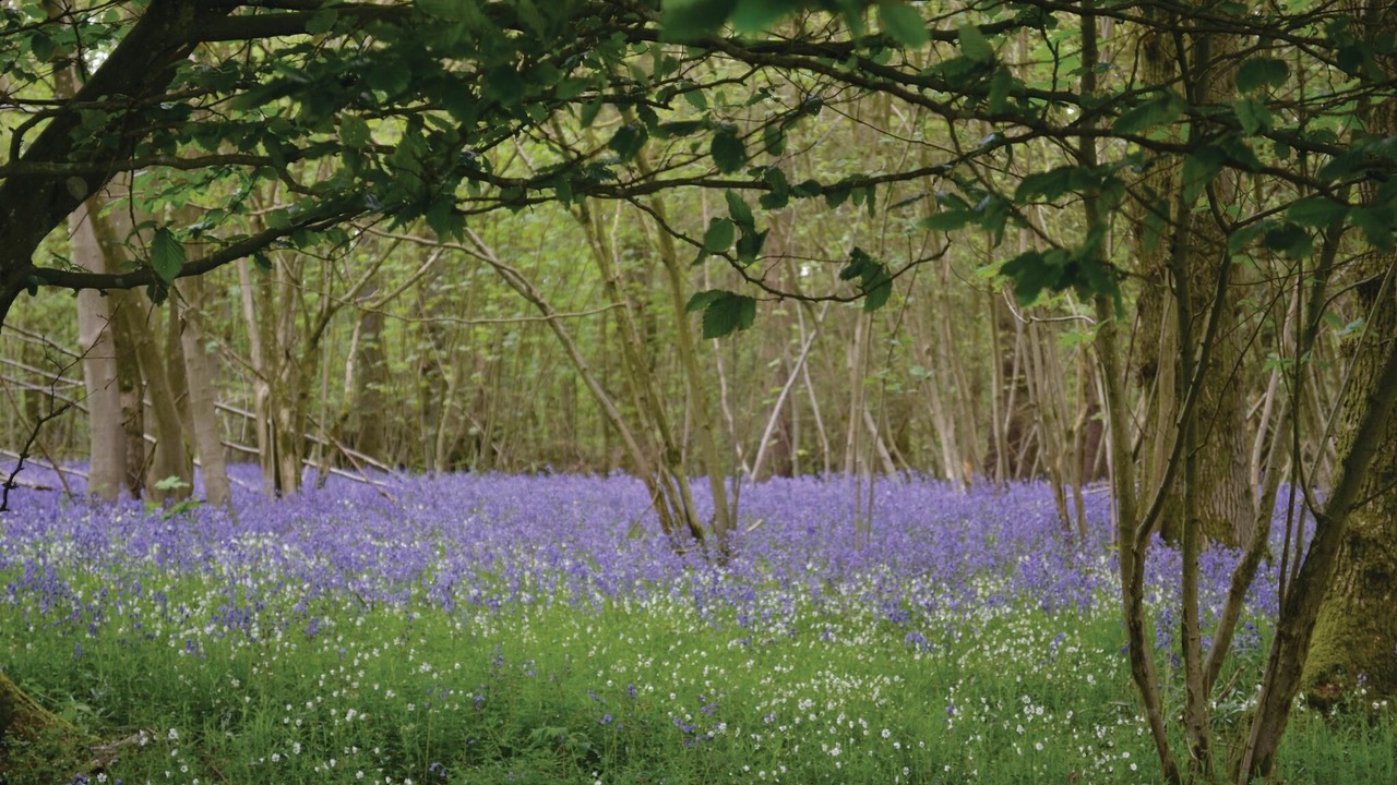 Photo of Others in Bourthes
