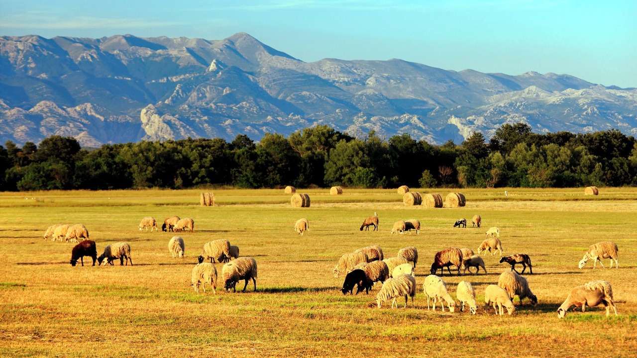 Photo of Others in Benkovac