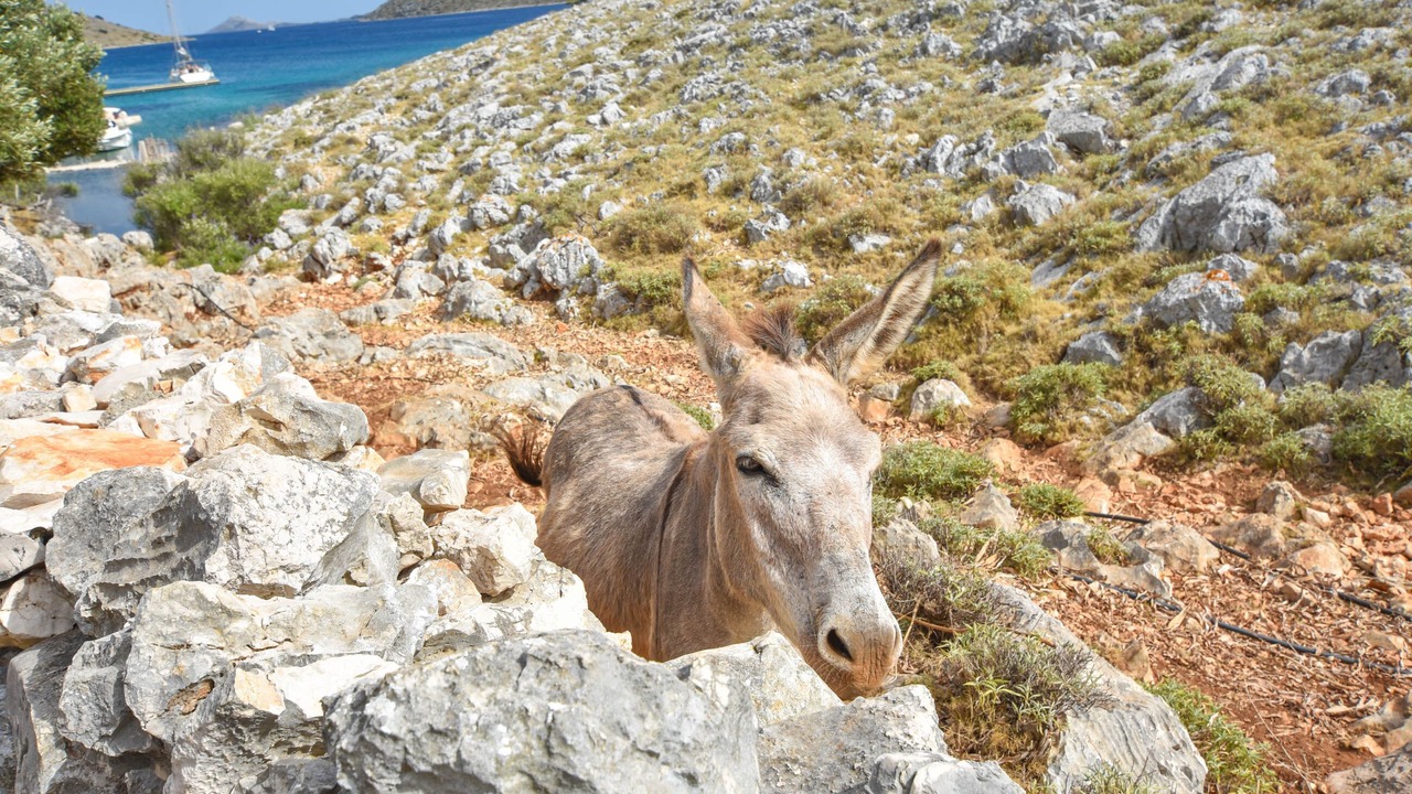 Photo of Outdoor in Kornati