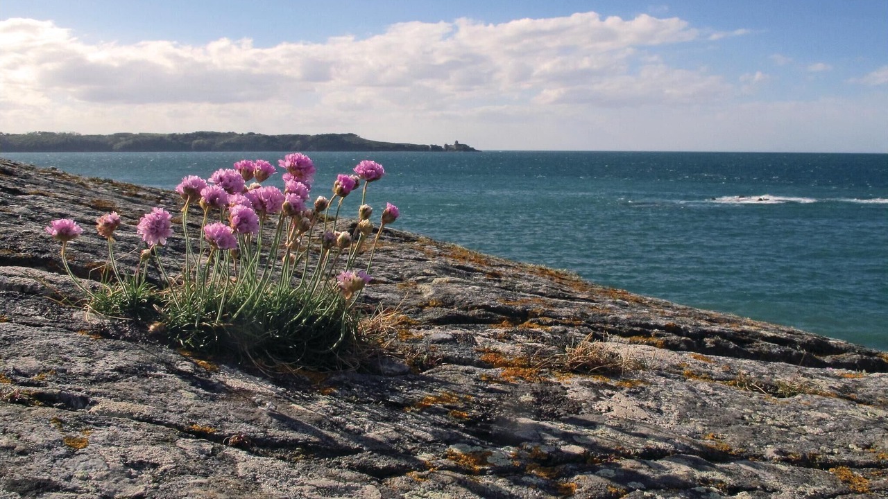 Photo of Others in Saint-Cast-le-Guildo