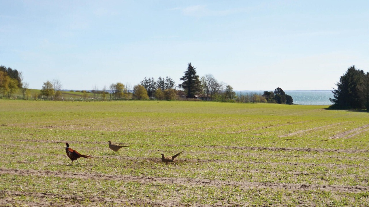 Photo of Others in Veno