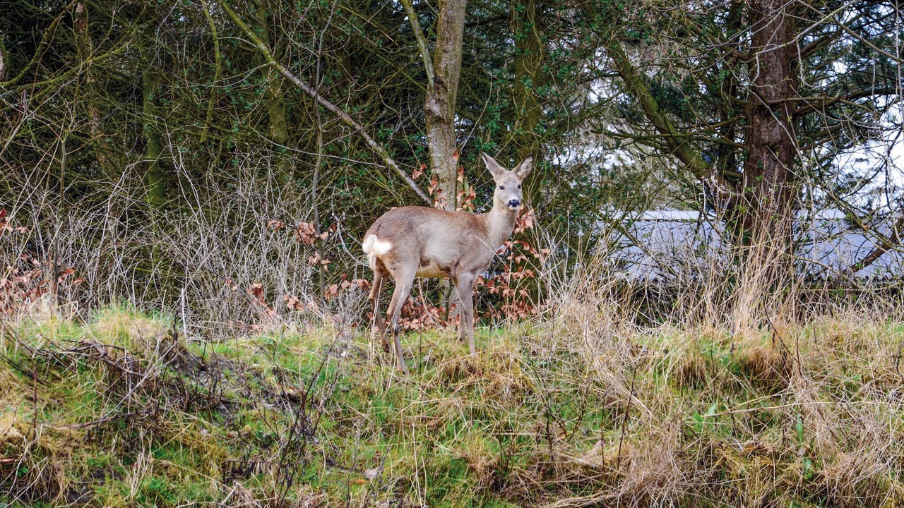 Photo of Others in Sondervig