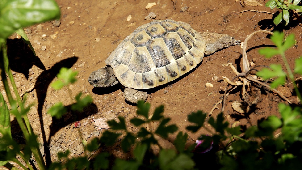Photo of Others in Cove Murtar