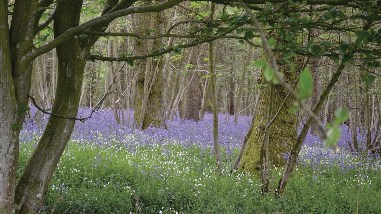 Photo of Others in Wimille