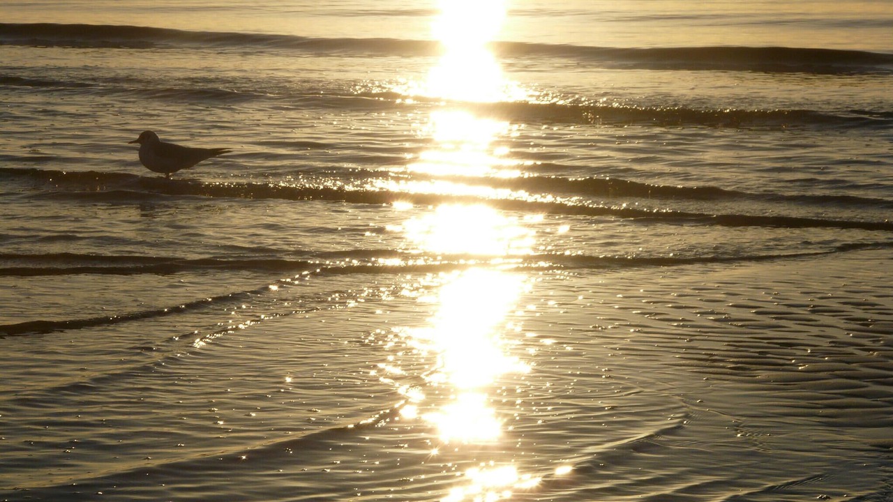 Photo of Others in Saksild Strand
