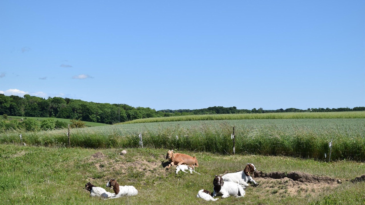 Photo of Others in Juelsminde