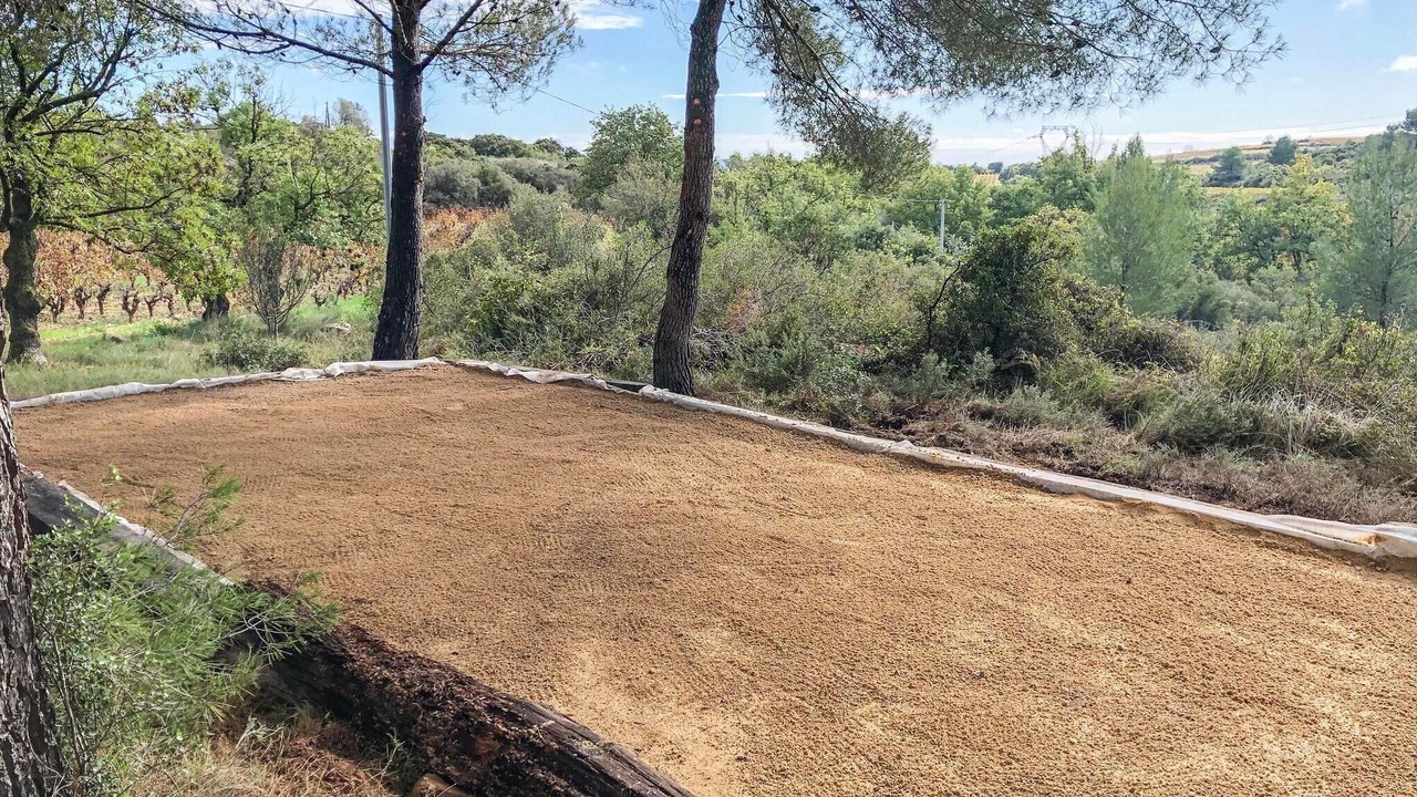 Photo of Others in Murviel-les-Beziers