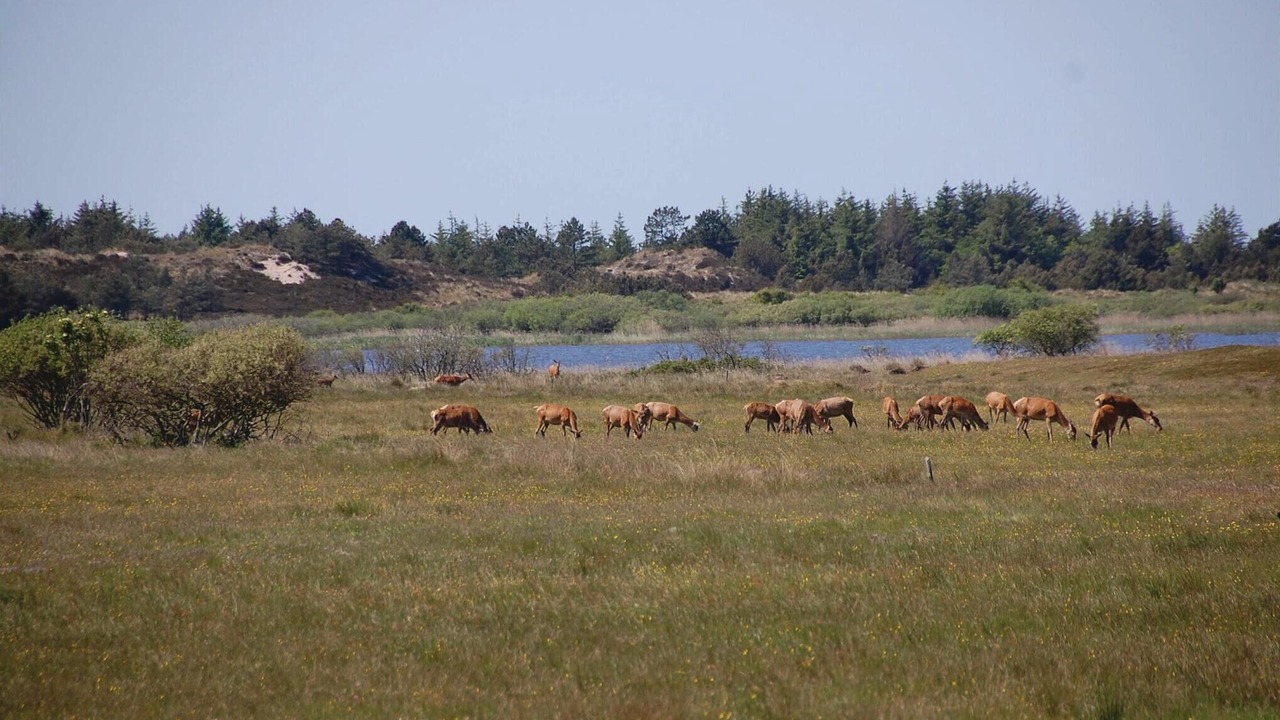 Photo of Others in Blavand Strand