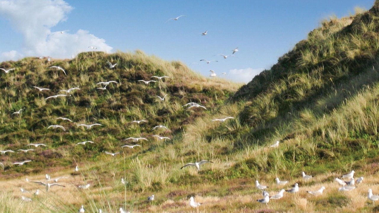 Photo of Others in Sønderho