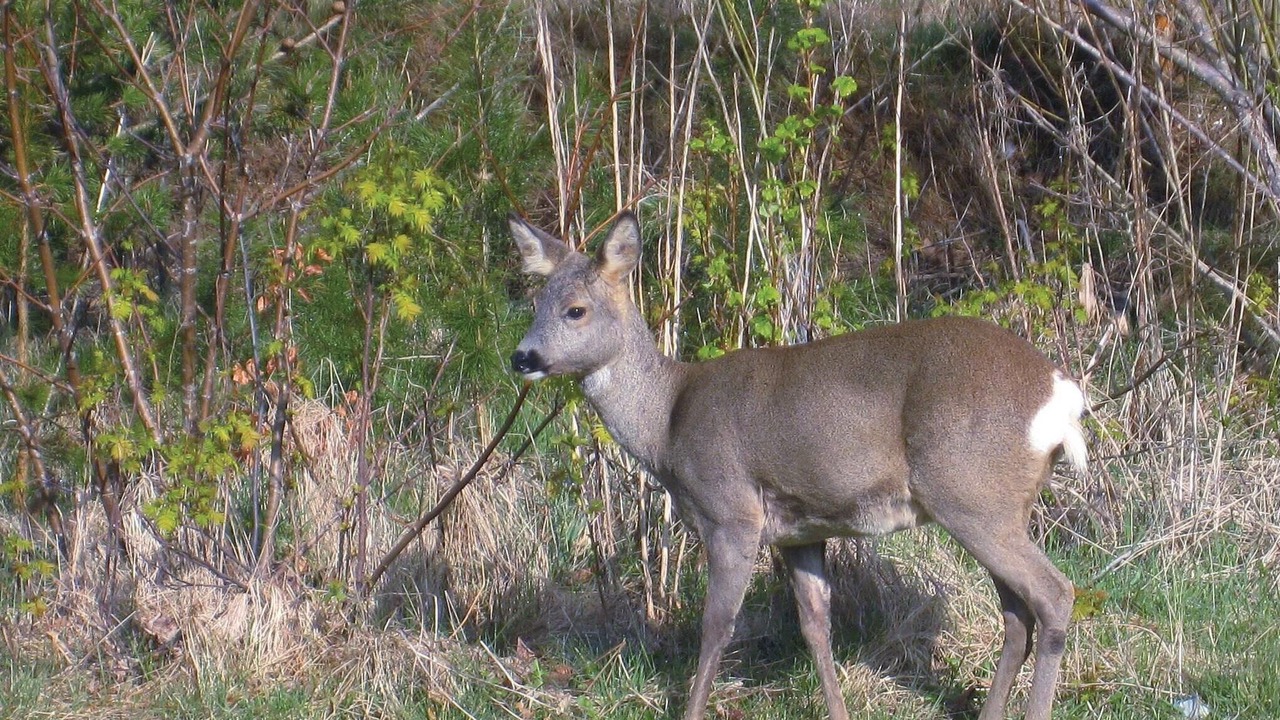 Photo of Others in Strandby