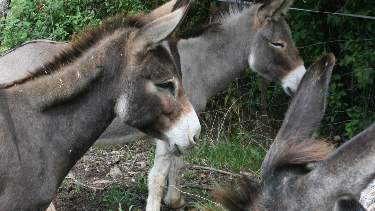 Photo of Outdoor in Tornac