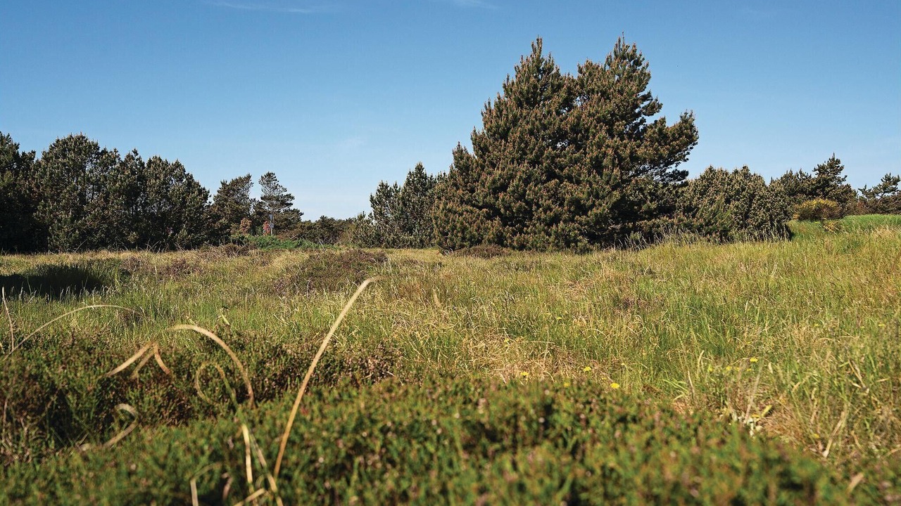 Photo of Others in Blavand Strand