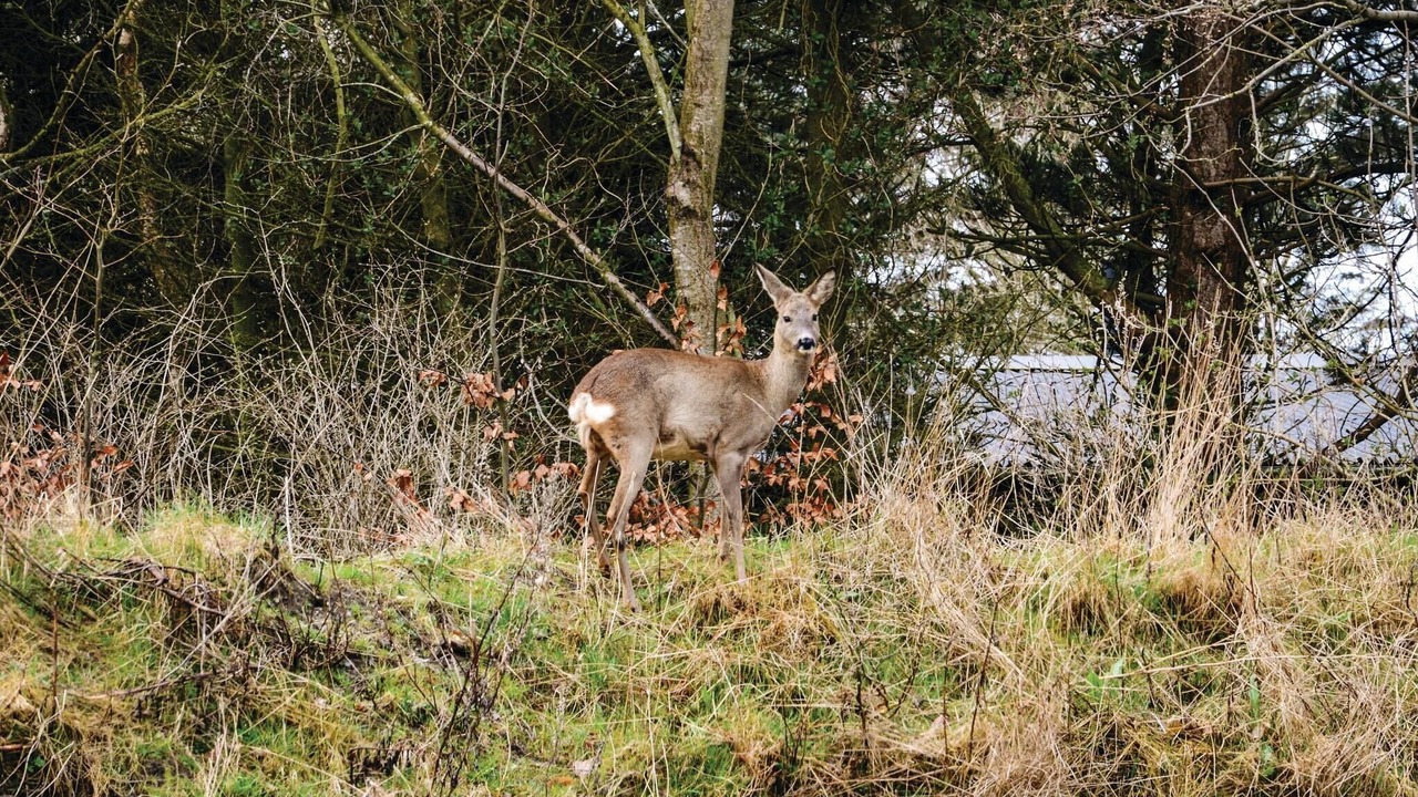 Photo of Others in Lodbjerg Hede
