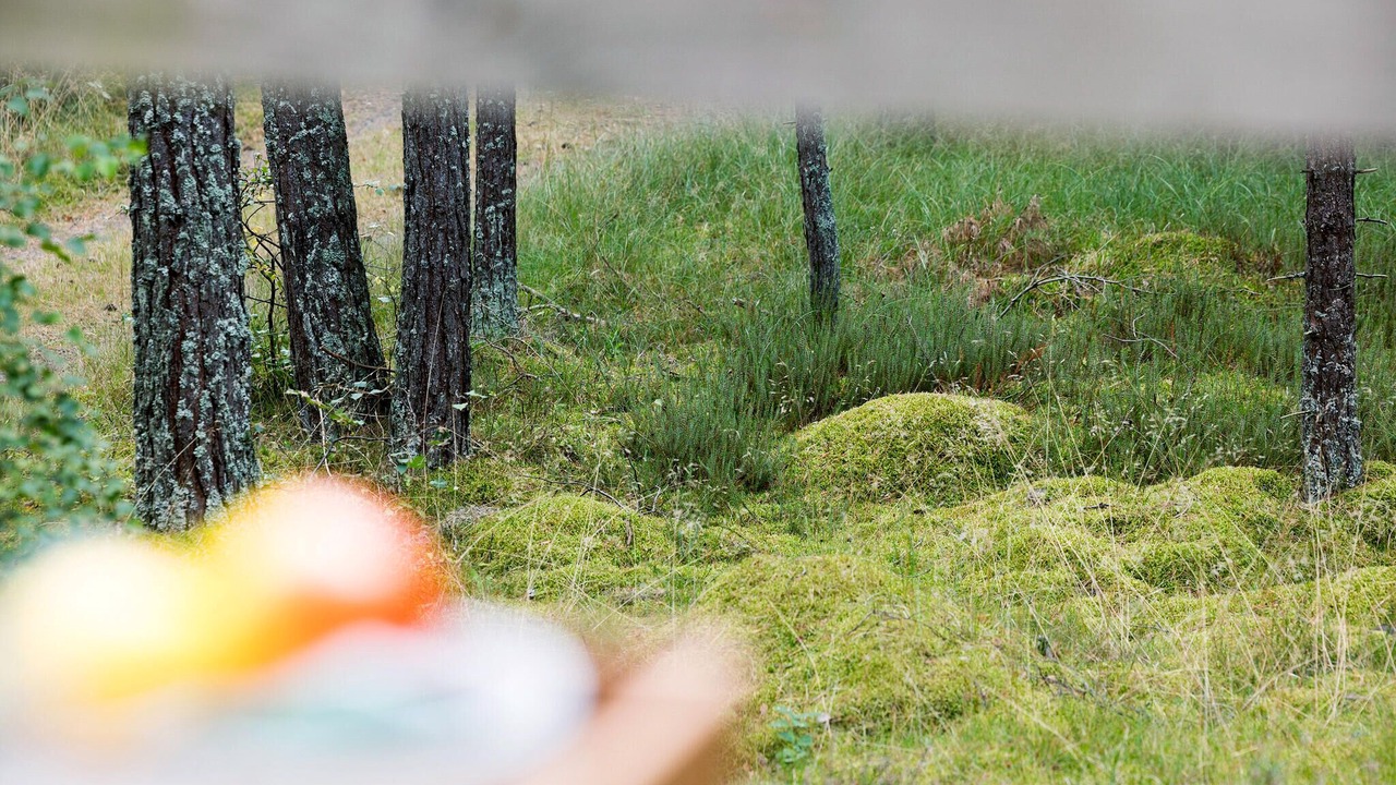 Photo of Others in Spidsegard