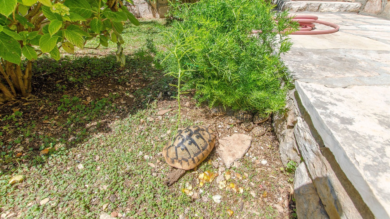 Photo of Outdoor in Milna (Brac)