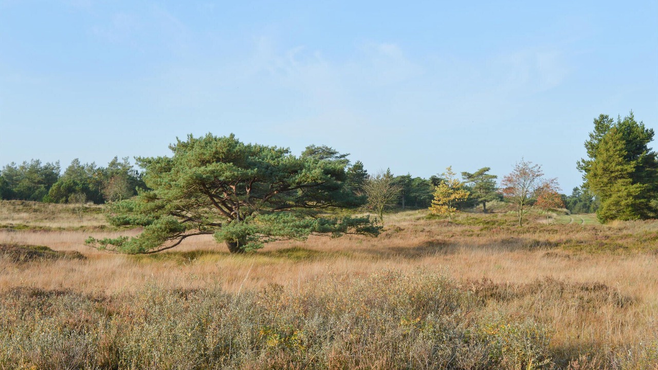 Photo of Others in Kongsmark