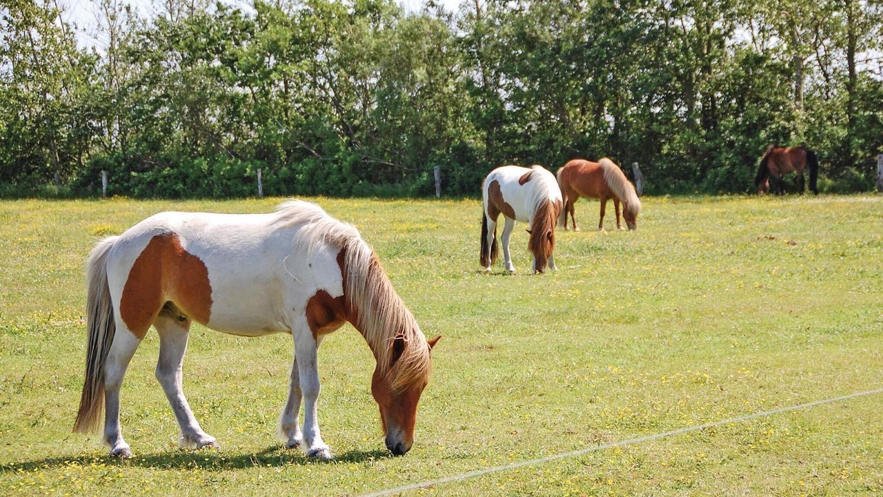 Photo of Others in Ho